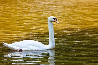 《索尼克赛车：交叉世界》官方警告外挂行为 面临封号甚至赔偿